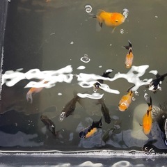 金魚、オランダ(トリカラー、パンダ)の画像