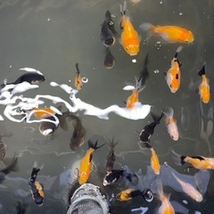 金魚、オランダ(トリカラー、パンダ)の画像