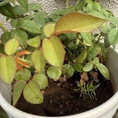 ピンクの薔薇が咲きますの画像