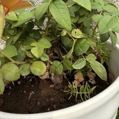 ピンクの薔薇が咲きますの画像