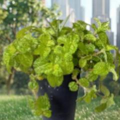 観葉植物寄せ植え（鹿の角）カランコエ・シンセパラ デセプタ&の画像