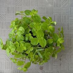 観葉植物寄せ植え（鹿の角）カランコエ・シンセパラ デセプタ&の画像