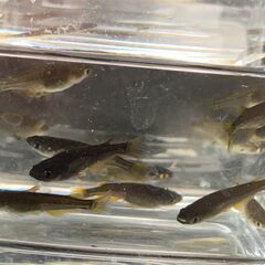 サタン（ブラックヒレ長メダカ）　今年春生まれの若魚　１０匹　８００円の画像