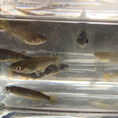 サタン（ブラックヒレ長メダカ）　今年春生まれの若魚　１０匹　８００円の画像