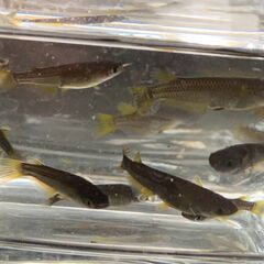 サタン（ブラックヒレ長メダカ）　今年春生まれの若魚　１０匹　８００円の画像