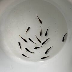 サタン（ブラックヒレ長メダカ）　今年春生まれの若魚　１０匹　８００円の画像