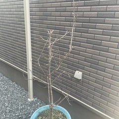 桜の木の画像