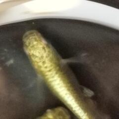 【メダカの無人販売】　名東区　梅森坂　翔瑛めだかの画像