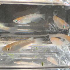 【交渉中】　三色ラメ幹之　今年春生まれの若魚　１０匹　１０００円の画像