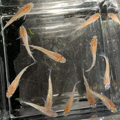 【交渉中】　三色ラメ幹之　今年春生まれの若魚　１０匹　１０００円の画像