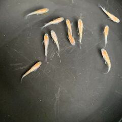 【交渉中】　三色ラメ幹之　今年春生まれの若魚　１０匹　１０００円の画像