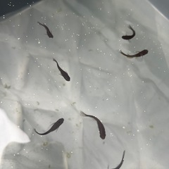 メダカの稚魚