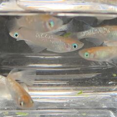 【交渉中】　三色ラメ幹之　今年春生まれの若魚　１０匹　１０００円の画像