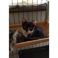 ♂ 黒白 子猫ちゃん🐈‍⬛