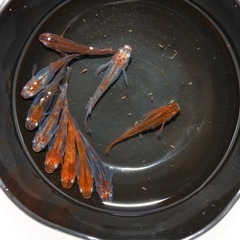 紅龍メダカ　　♂4 ♀6     8/17の画像