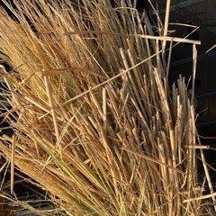 🌾家庭菜園に藁🌾マルチ代用🌾の画像