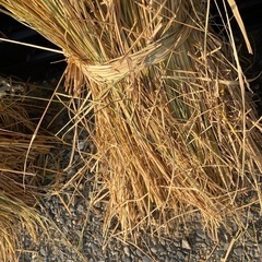 🌾家庭菜園に藁🌾マルチ代用🌾の画像