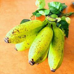 🍌あま～い島バナナ5本🍌の画像