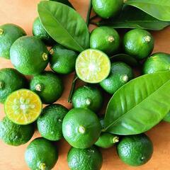 🌿夏野菜3点セット🌿の画像