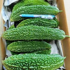 🌿夏野菜3点セット🌿の画像