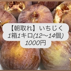 【8/17朝取れ】いちじく1kg12〜14個入り