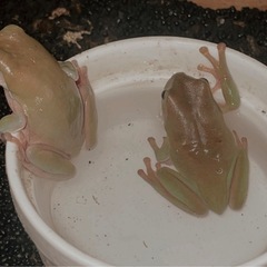カエル🐸の画像