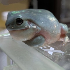 カエル🐸の画像