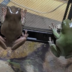 カエル🐸の画像