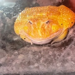 カエル🐸の画像