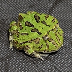 カエル🐸の画像