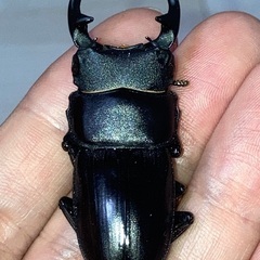 【夏の終わりに】国産能勢オオクワガタと子宝島産タカラヒラタクワガタの画像
