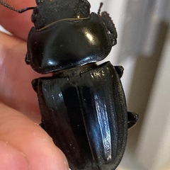 【夏の終わりに】国産能勢オオクワガタと子宝島産タカラヒラタクワガタの画像