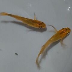 メダカ 竜章鳳姿 4匹セット 1000円 【無人販売】の画像