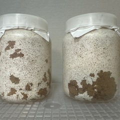 【♂親89.2B】能勢SR血統オオクワガタ幼虫4頭【菌糸ボトル入り】の画像