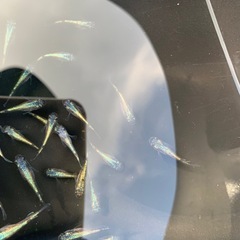 ネプチューン　メダカ　めだかの画像