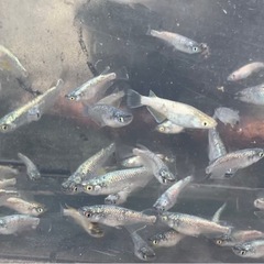 ネプチューン　メダカ　めだかの画像