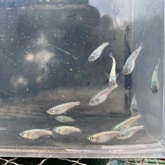 ネプチューン　メダカ　めだかの画像