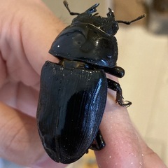 【夏の終わりに】国産能勢オオクワガタと子宝島産タカラヒラタクワガタの画像