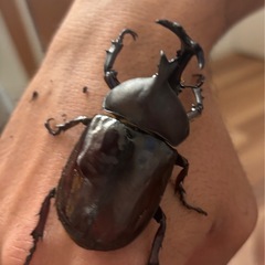 カブトムシの卵、幼虫の画像