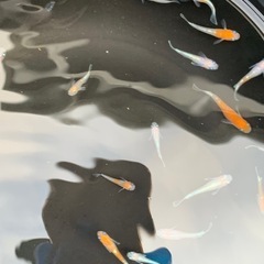 紅マドンナ　メダカ　めだかの画像