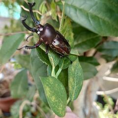 ニジイロクワガタ幼虫（もう直ぐ蛹になります）の画像