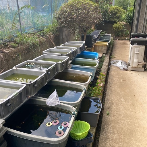 8月31日まで　メダカ13種類　容器、エアレーションなど雑品