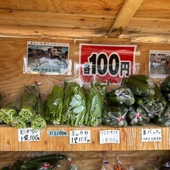 朝取立て　野菜の画像