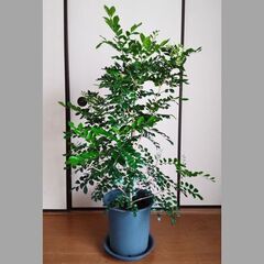 観葉植物　シルクジャスミン（ゲッキツ）115センチの画像