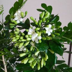 観葉植物　シルクジャスミン（ゲッキツ）115センチの画像