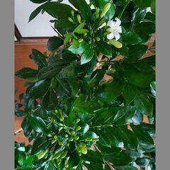 観葉植物　シルクジャスミン（ゲッキツ）115センチの画像