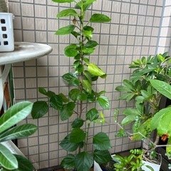 ハイビスカス②の画像