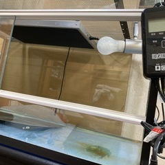 爬虫類ケージフルセット　即飼育可能です。の画像