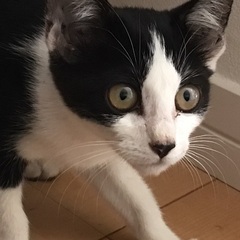 子猫の里親募集中