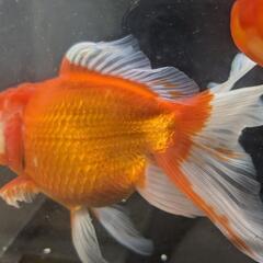 国産 特大オランダ獅子頭 訳ありの画像